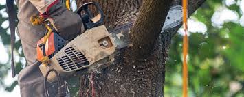 Reliable Duchesne, UT Tree Removal Solutions